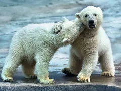 Puzzle Trefl 500 Ursi Polari